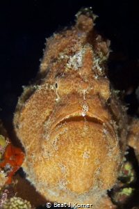 Almost missed that orange Frog Fish on an outcrop looking... by Beat J Korner 